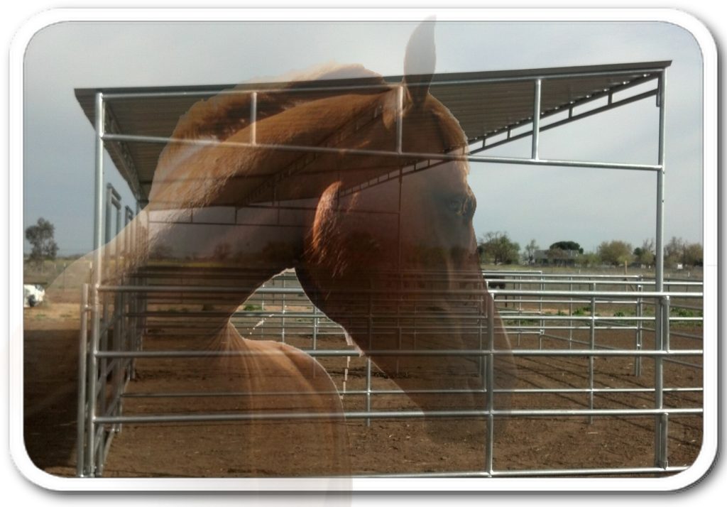 About us – Custom Horse Corrals